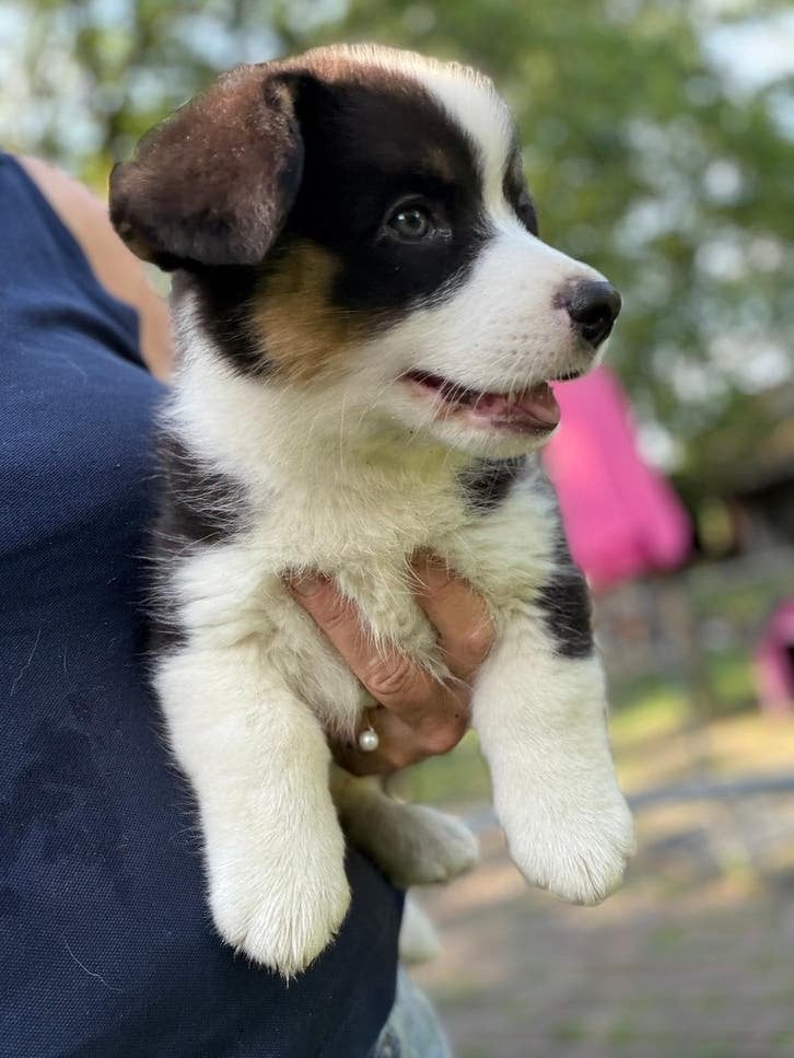 Zorgboerderij verkoopt lieve corgi’s, 8 tot 15 weken, Parvo, Meerdere, Meerdere dieren