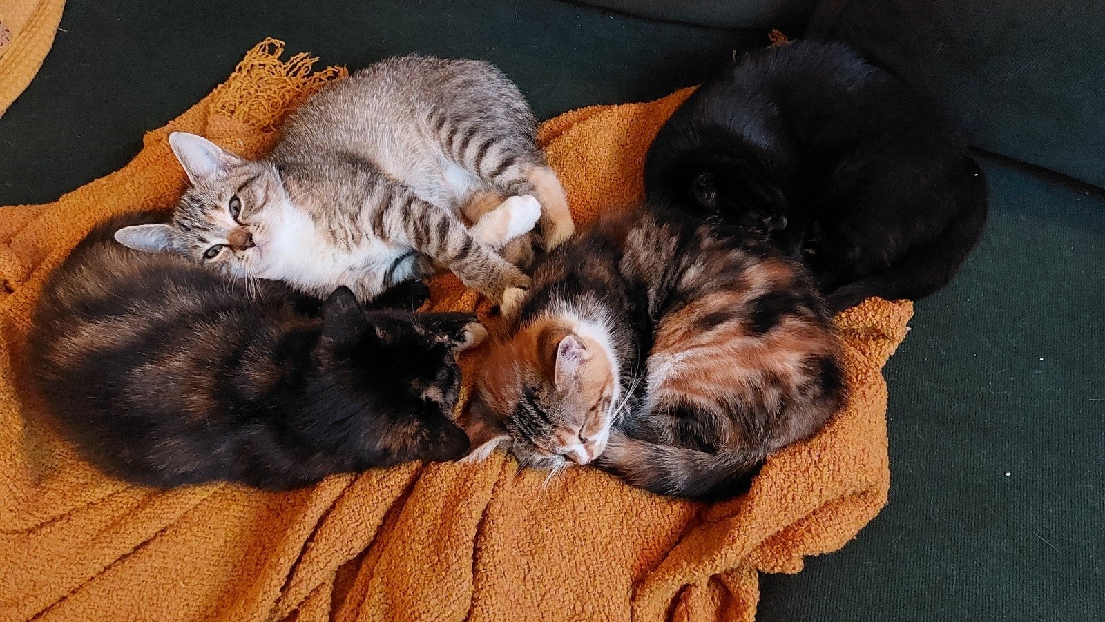 Britse korthaar kittens - verschillende kleurtjes, Meerdere dieren, 0 tot 2 jaar