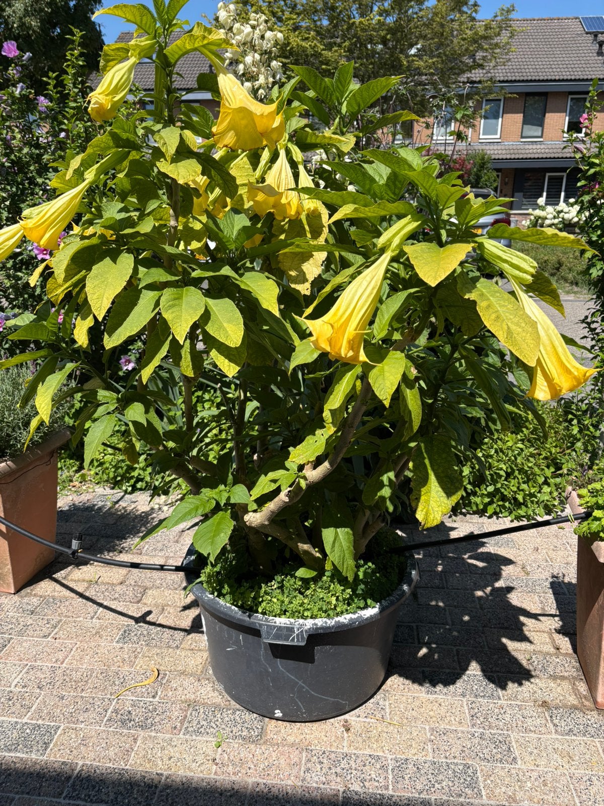 Brugmansia trompetplant 160 cm hoog, Tuin en Terras, Ophalen, Overige soorten, Volle zon, In pot