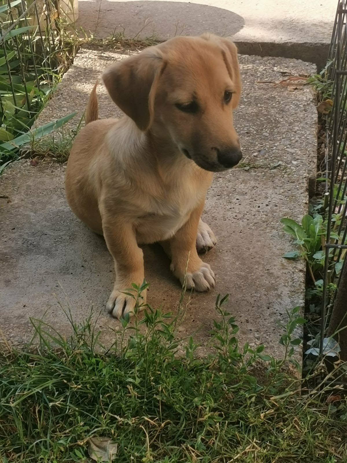 Kia is een  pupje van Mazda en bijna 4 maandjes jong, Dieren en Toebehoren, Honden | Niet-rashonden, Particulier, 15 weken tot 1 jaar