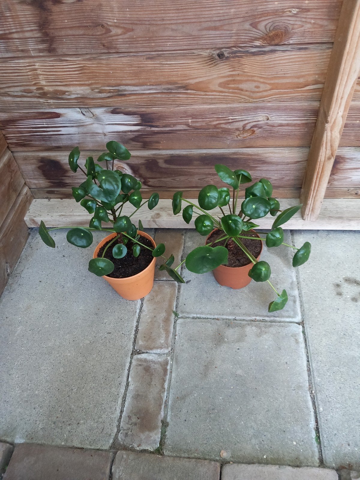 2 pannekoek planten, Ophalen, Overige soorten, Volle zon