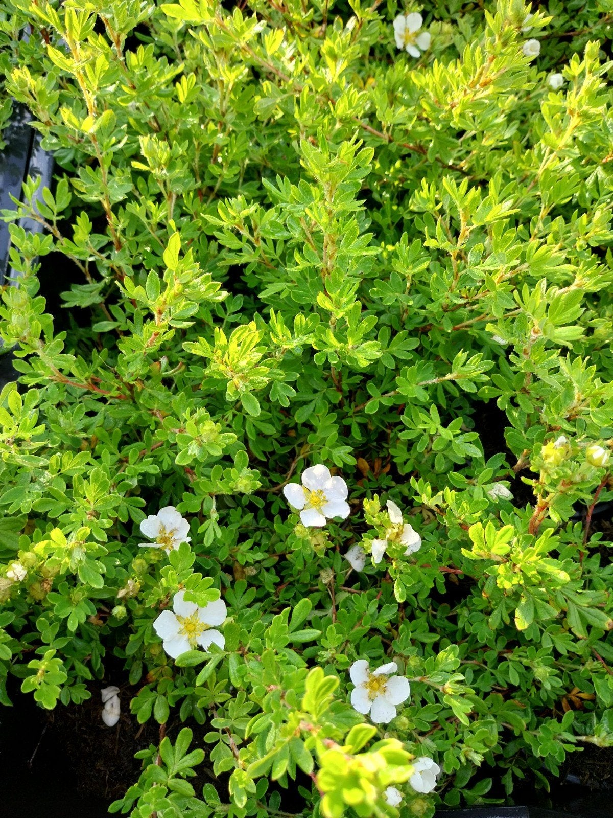 Potentilla 'Abbotswood' - Struikganzerik met witte bloemen, Tuin en Terras, Volle zon, Vaste plant, Lente, Ophalen