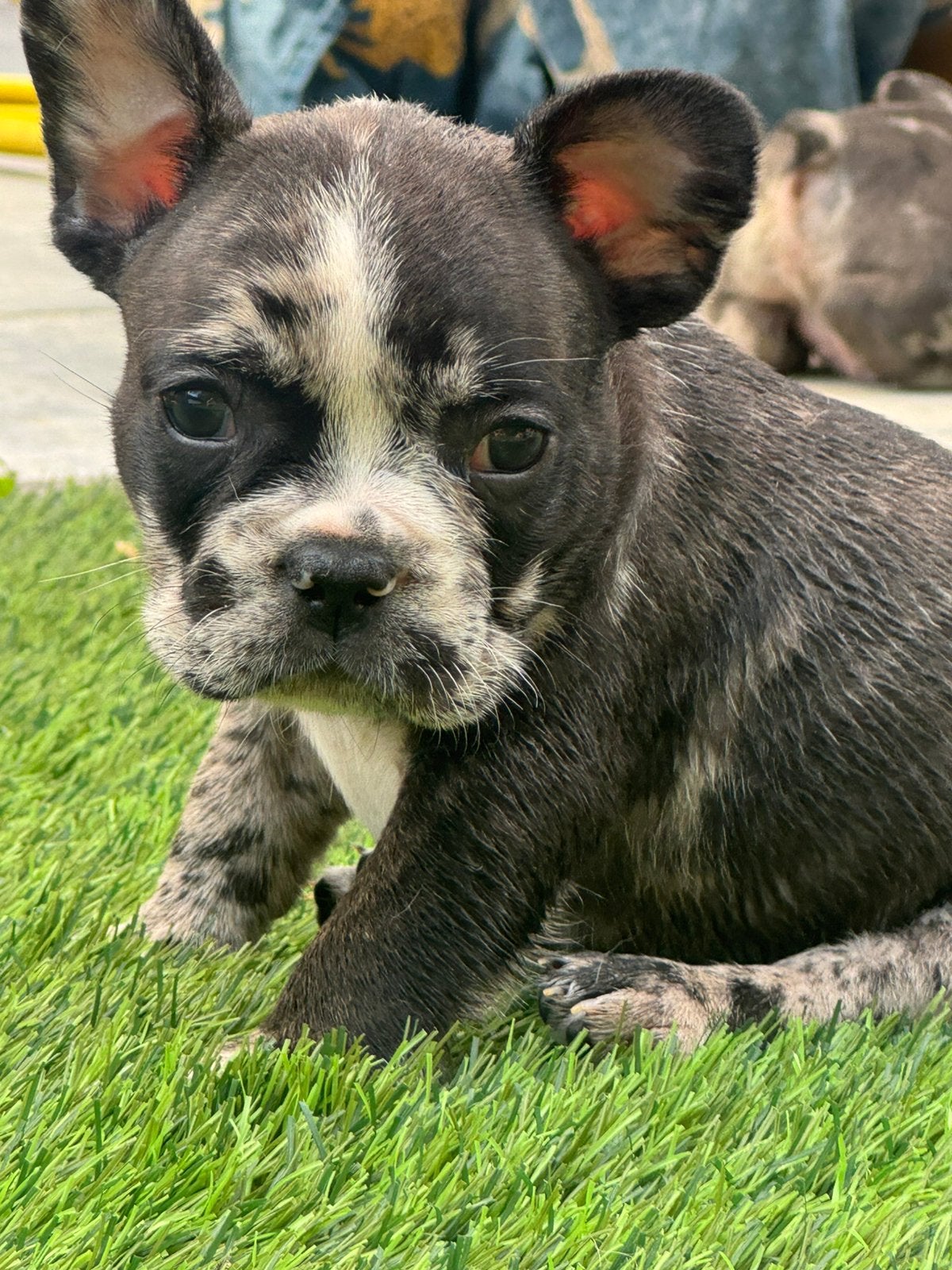 Franse bulldog pups, HCC (leverziekte), 8 tot 15 weken, Bulldog, Meerdere