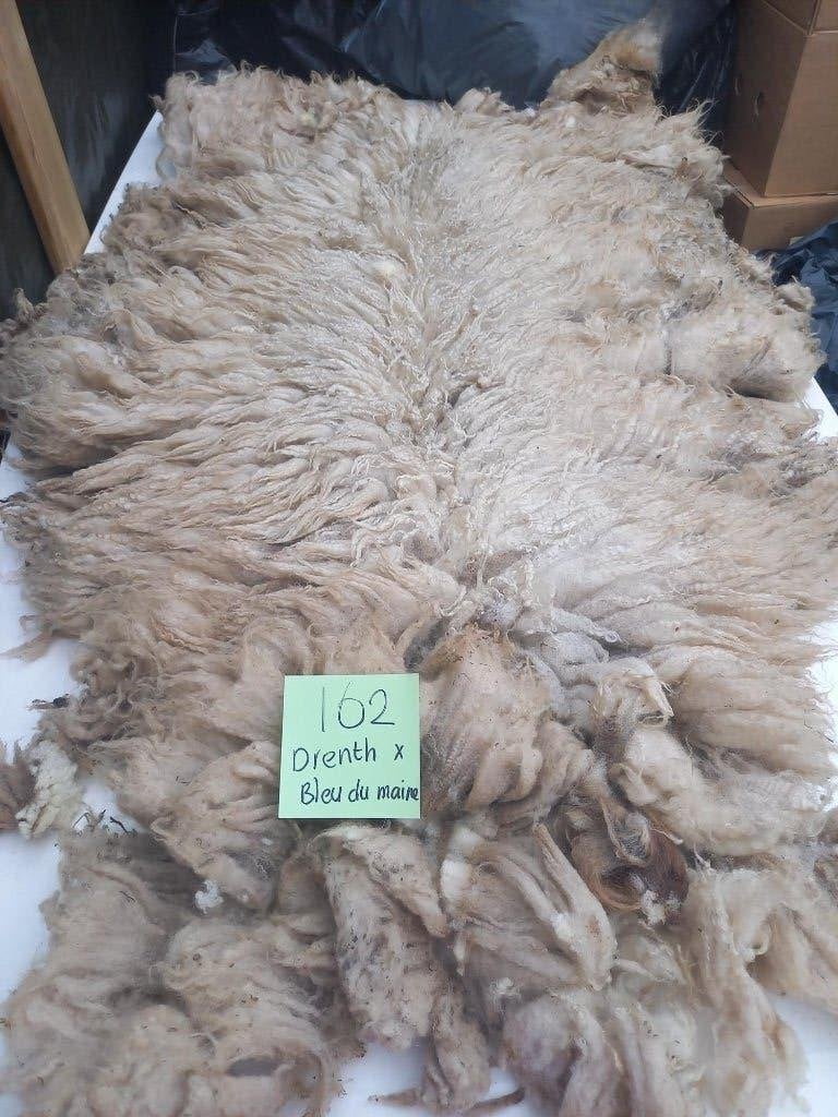 nr 162 Geschoren vacht Drents Heideschaap x Bleu du Maine, Ophalen of Verzenden, Gebruikt