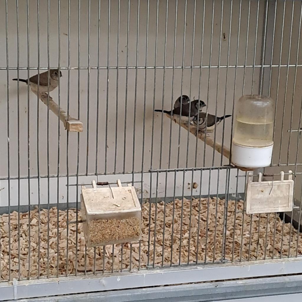 Div. volièrevogels, Dieren en Toebehoren, Meerdere dieren