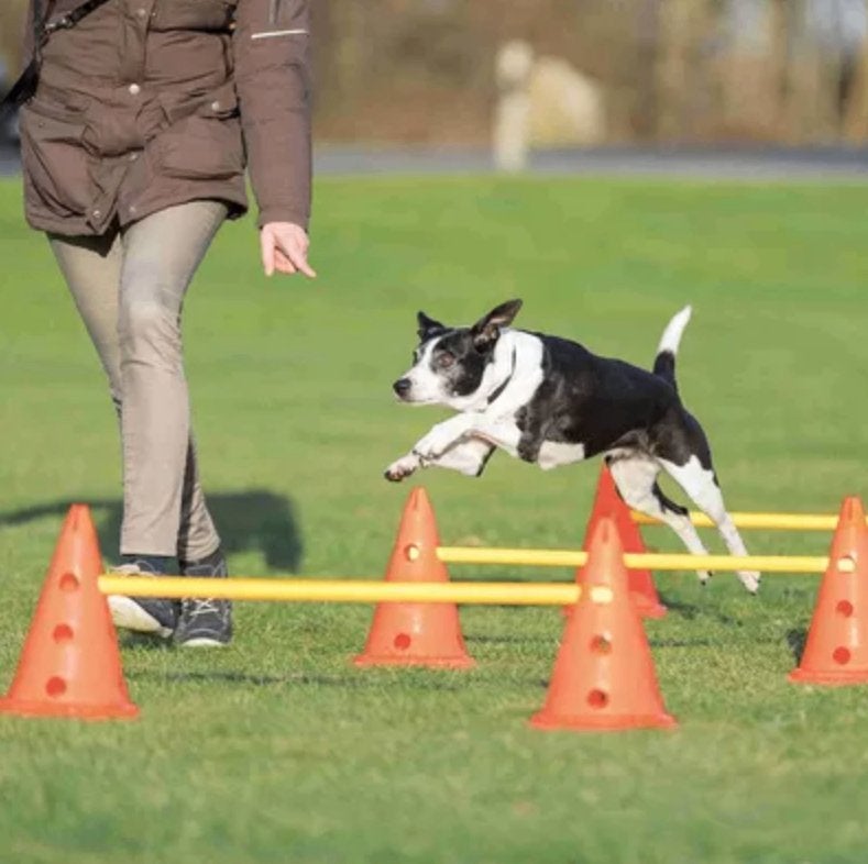 Trixie dog active agility hindernis set, Trixie, Ophalen, Zo goed als nieuw, Overige typen