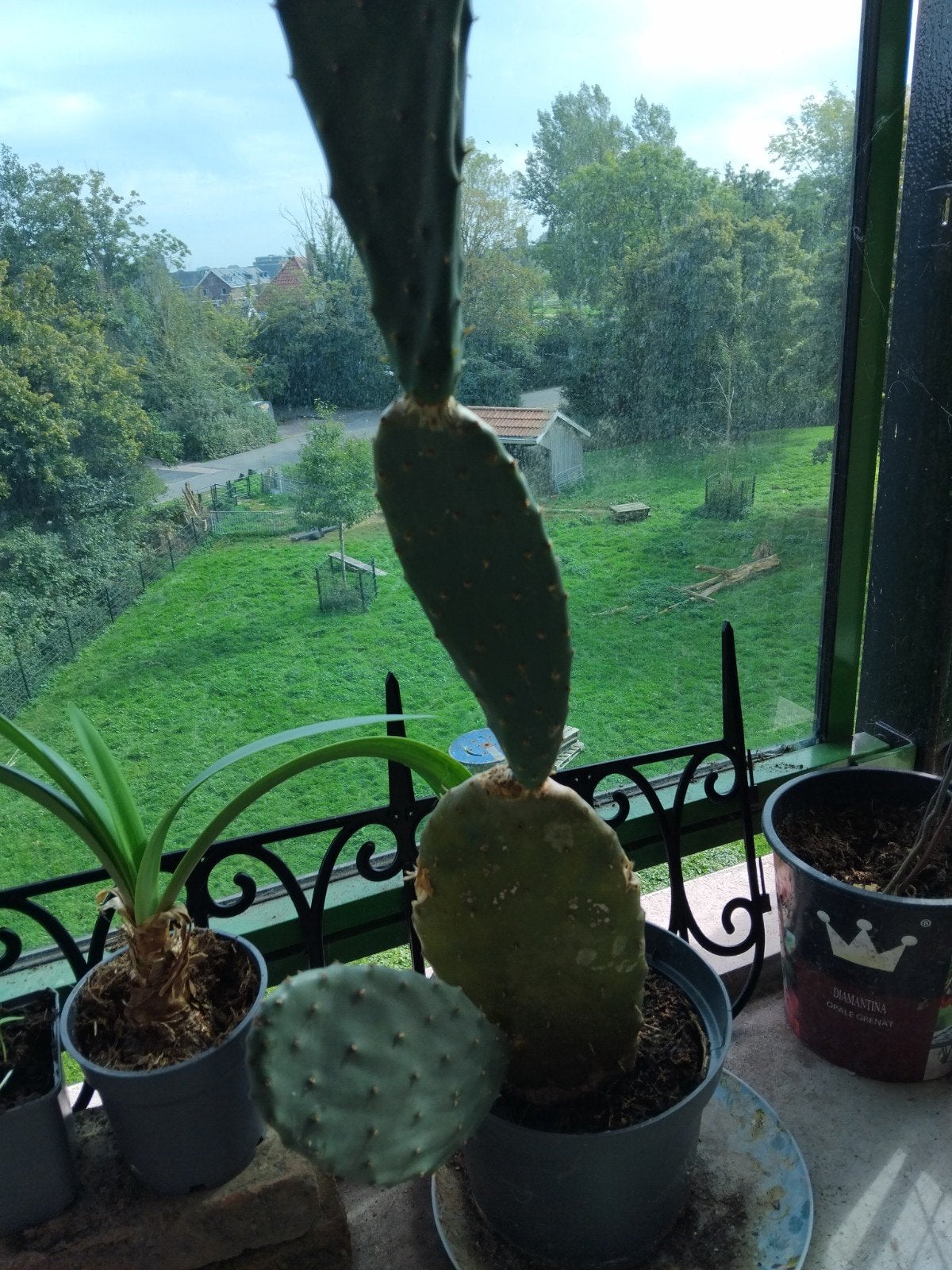 Mooie jonge schijfcactus - Opuntia, Volle zon, Vaste plant, Bloeit niet, Ophalen