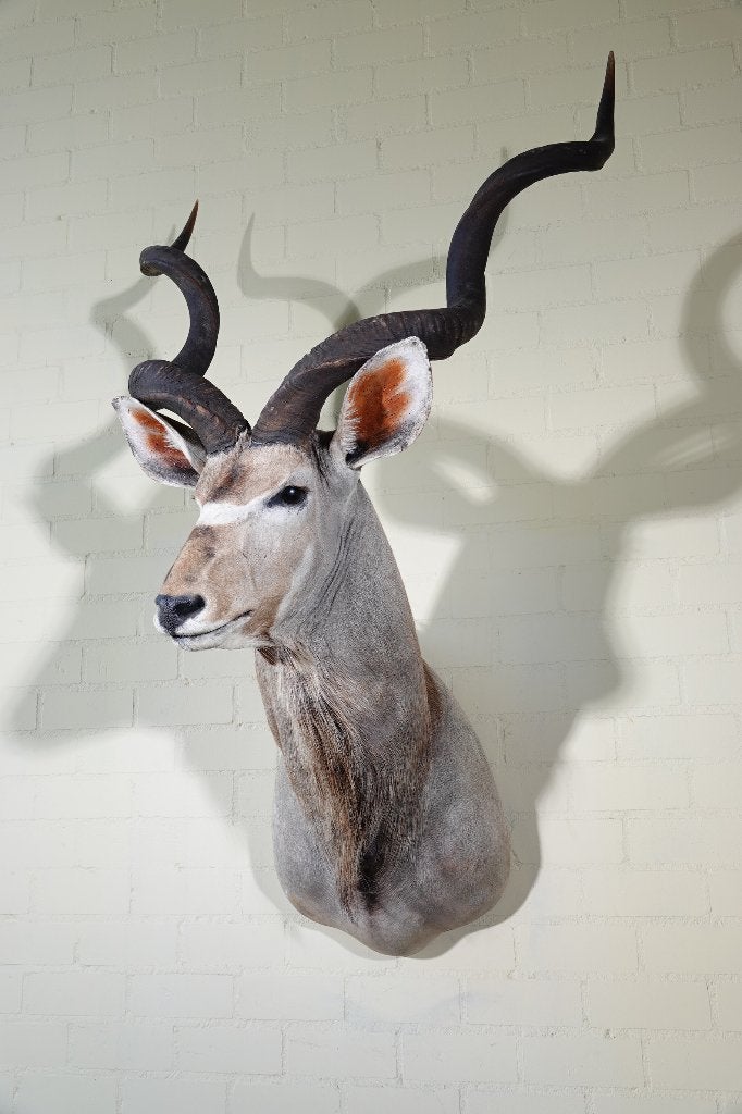 kudu shouldermount taxidermy afrika, Ophalen of Verzenden, Zo goed als nieuw, Hert, Gewei of Kop