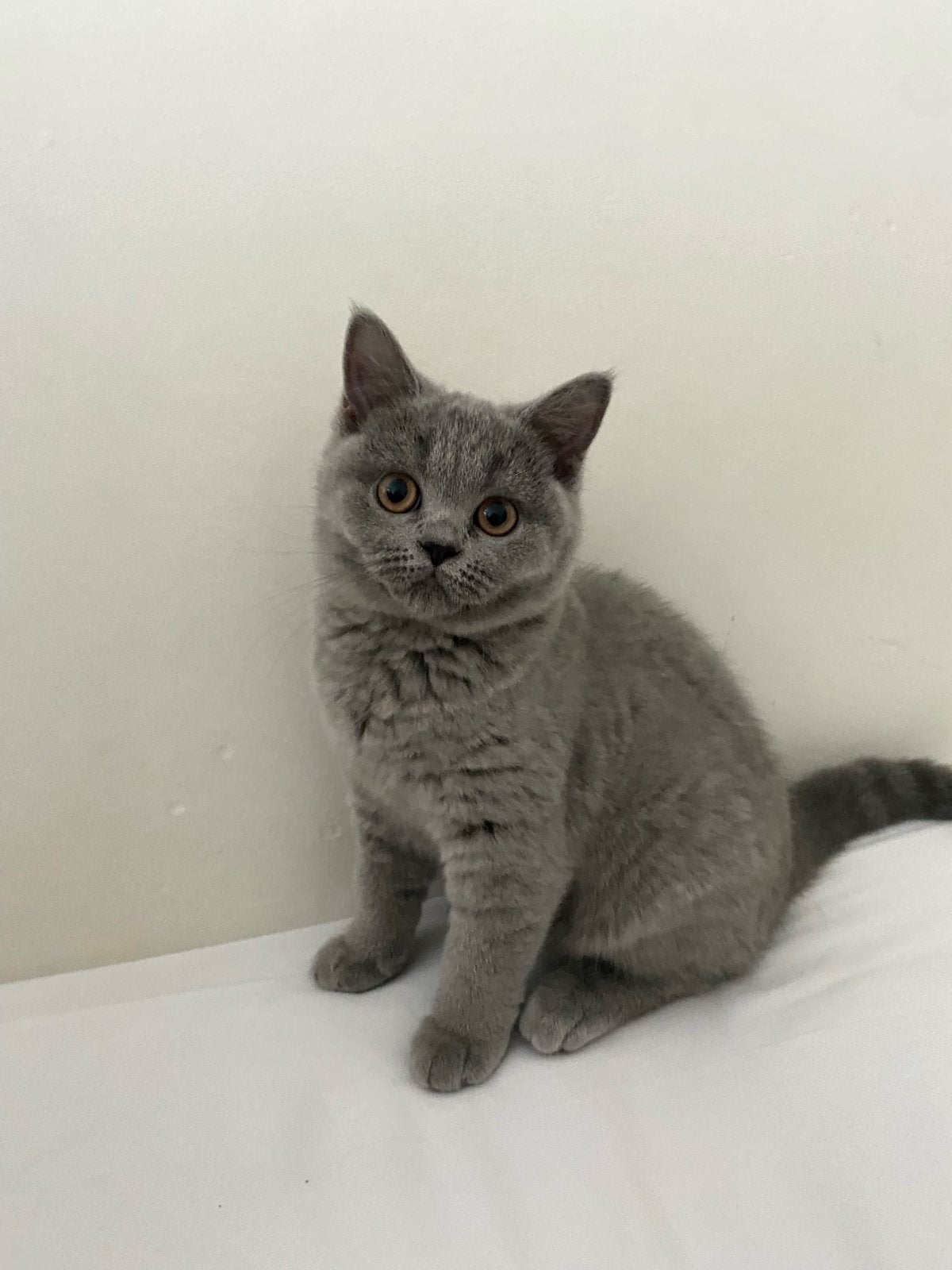 Britsekorthaar kittens-kitty, Meerdere dieren, 0 tot 2 jaar