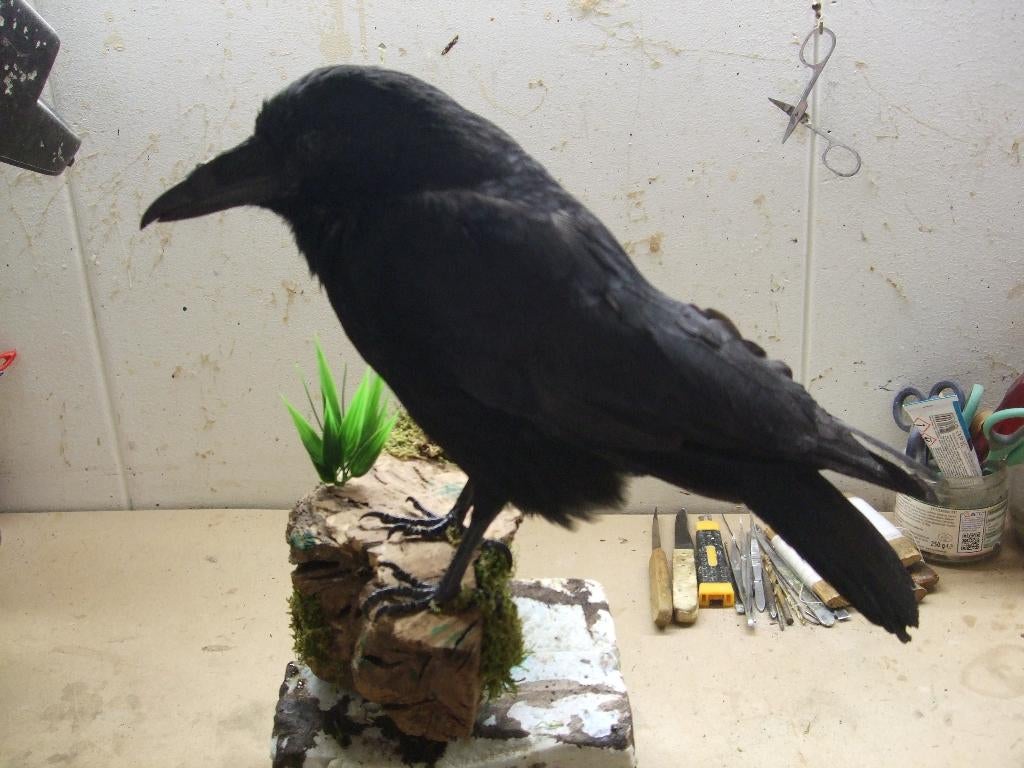 Geprepareerde Kraai, Ophalen of Verzenden, Nieuw, Vogel, Opgezet dier