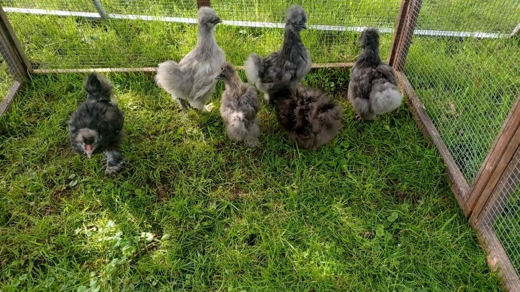 Zijdehoen kriel, Dieren en Toebehoren, Kip