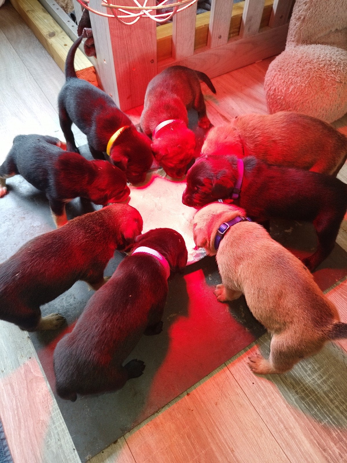 Labrador x Boerenfox Pups, 8 tot 15 weken, Meerdere, Meerdere dieren, Middel