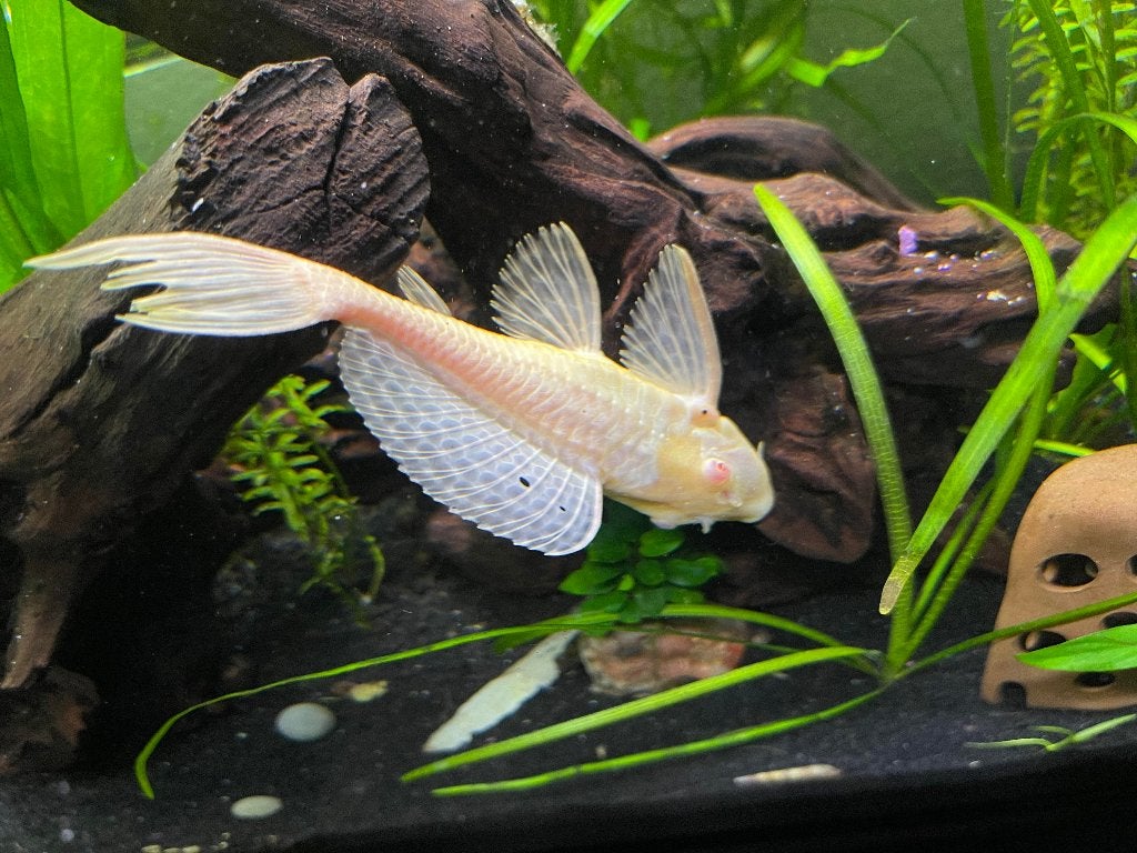 jonge albino pleco 5cm te koop, Vis, Zoetwatervis