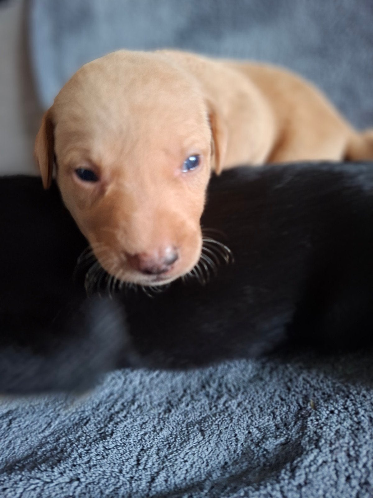 vizsla X Australische herder puppy's, Dieren en Toebehoren, Honden | Niet-rashonden, 8 tot 15 weken, Parvo, Meerdere, Meerdere dieren