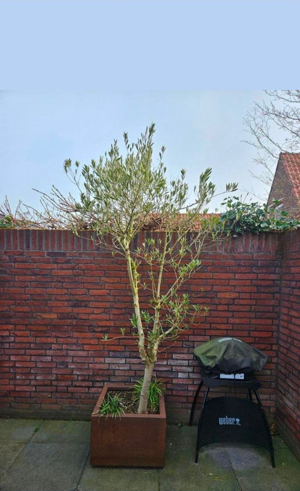 Olijfboom inclusief cortenstaal bak, Bloeit niet, Overige soorten, 100 tot 250 cm, Ophalen