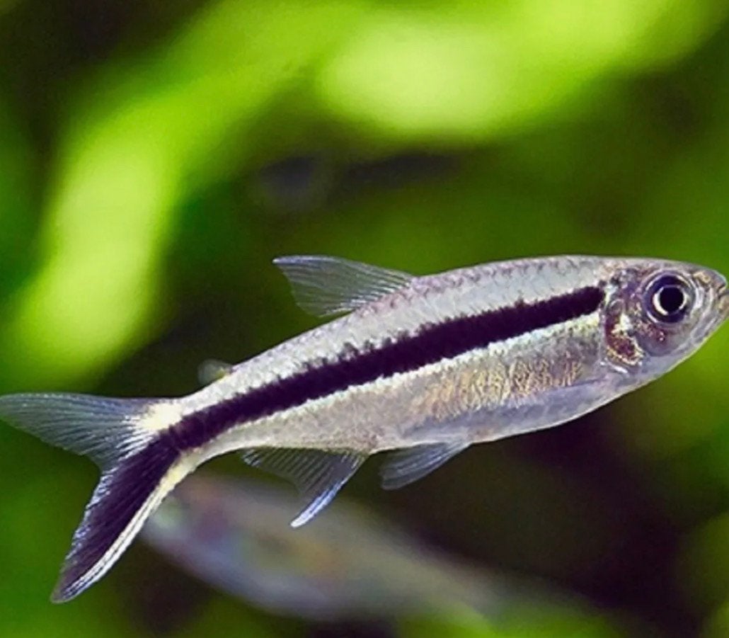 Aqarium vissen, Vis