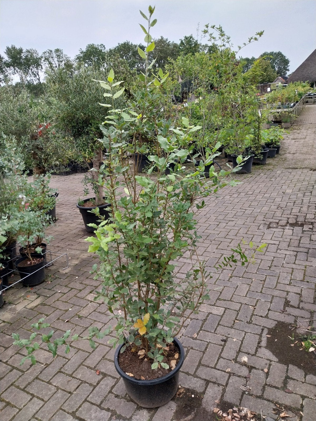 Steeneik (Quercus Ilex) 150-175 cm - Wintergroene boom, Ophalen, Siergrassen, Halfschaduw