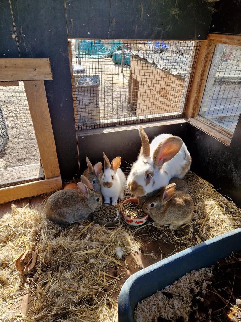 Kruising Lotharinger/vlaamse reus X wild konijn, Dieren en Toebehoren, Konijnen, Meerdere dieren, Middelgroot, 0 tot 2 jaar