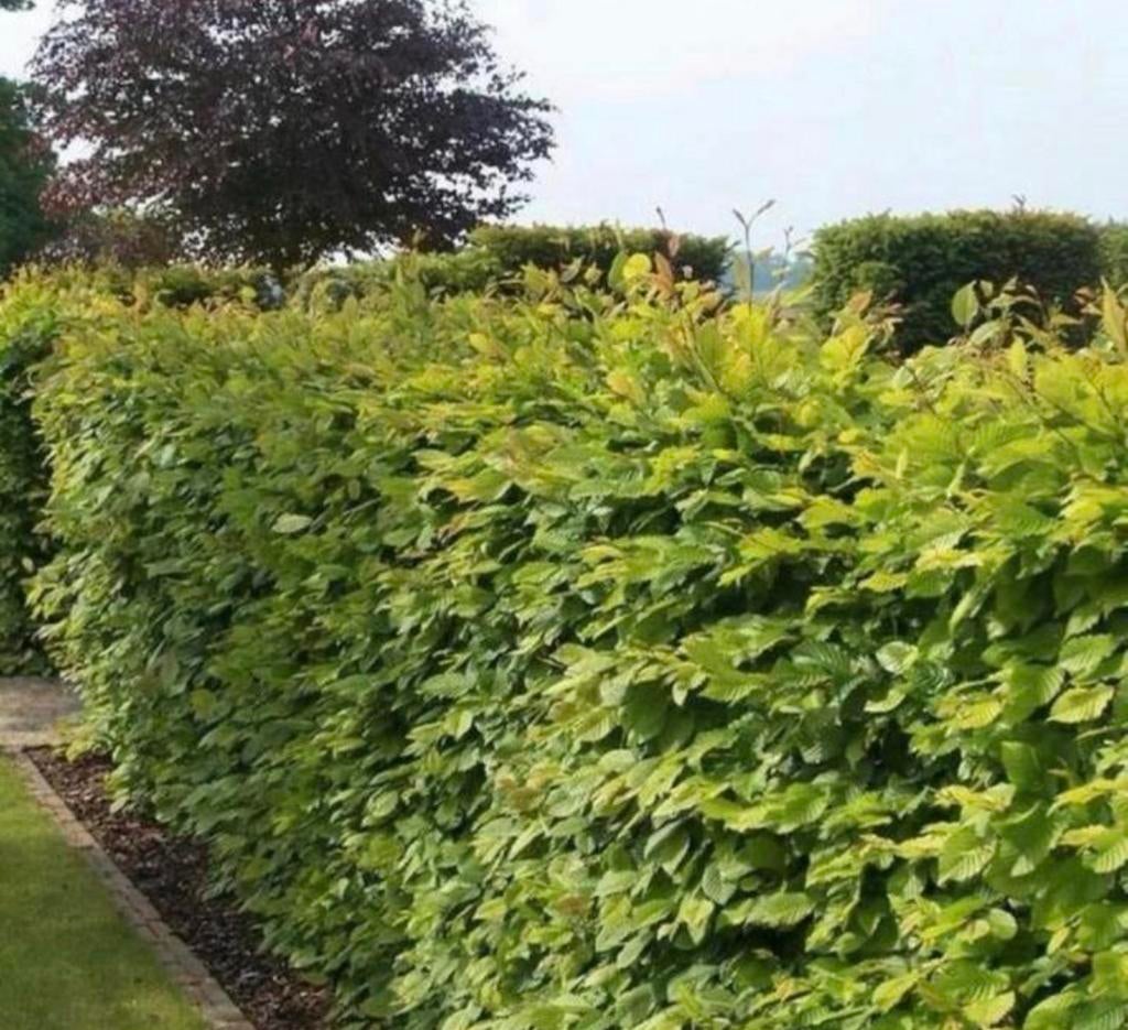 Beukenhaag Fagus Sylvatica, Tuin en Terras, Planten | Bomen, Ophalen of Verzenden, Overige soorten