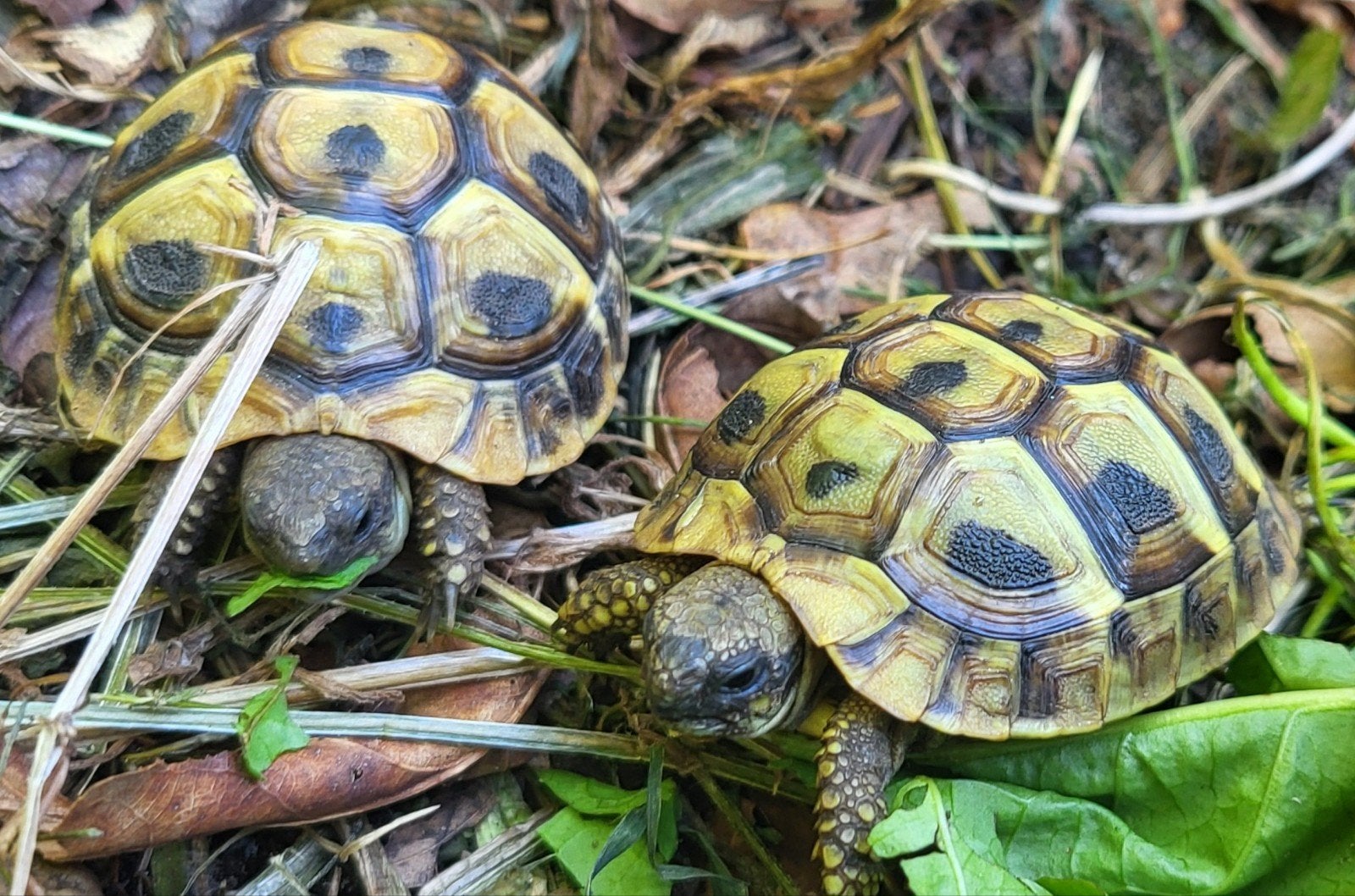 Griekse landschildpadjes nakweek 2025, Dieren en Toebehoren, Reptielen en Amfibieën, Schildpad, 0 tot 2 jaar