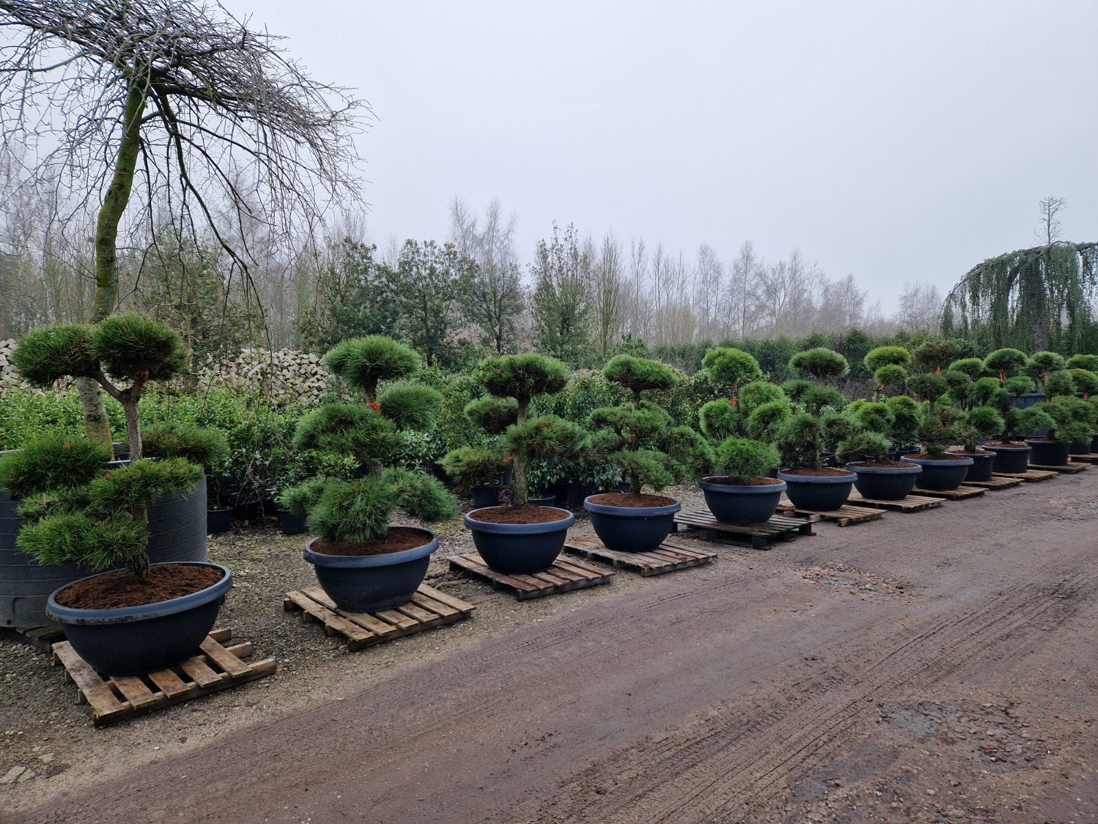 Pinus Bonsai - Diverse Maten en Vormen, Bloeit niet, Overige soorten, 100 tot 250 cm, Ophalen