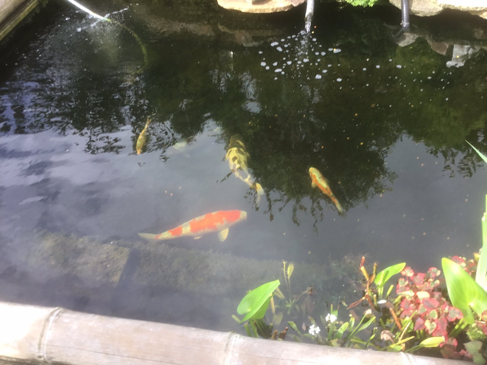 Mooie gezonde budo goromo 3 jaar 40 cm 200euro, Karper of Koi