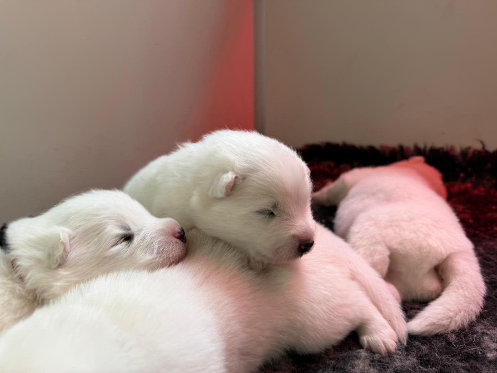 Samojeed puppy, Overige rassen, 8 tot 15 weken, Parvo, Meerdere