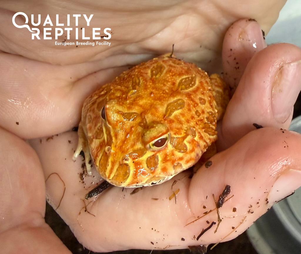 hoornkikker - Ceratophrys Cranwelli (Albino & Strawberry), Dieren en Toebehoren, Reptielen en Amfibieën, Amfibie, Met terrarium