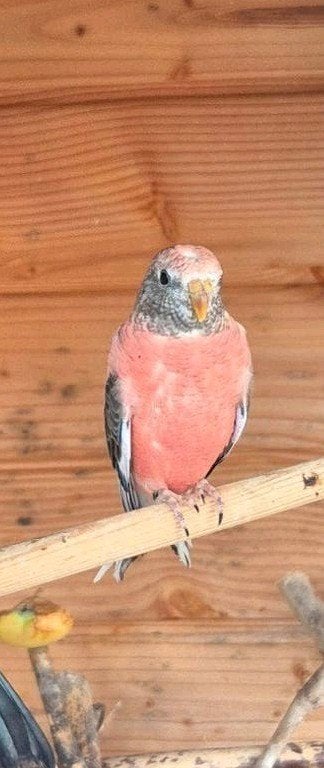 Bourkeparkiet te koop, Meerdere dieren, Parkiet, Geringd