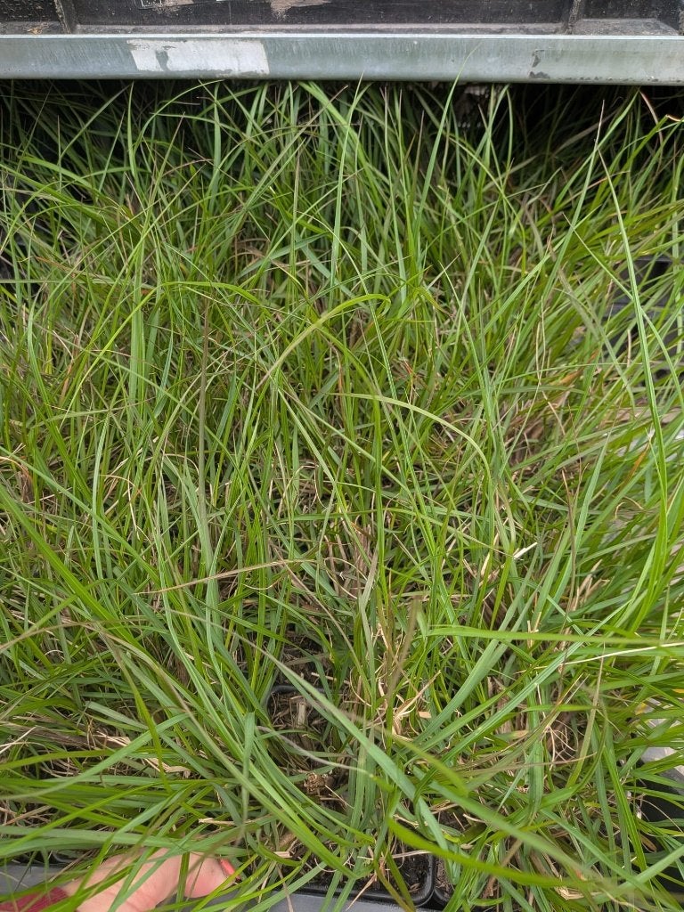 Pennisetum ‘Hameln’ – Siergras (P9) Lampenpoetser, Tuin en Terras, Planten | Tuinplanten, Ophalen, Siergrassen, Tweejarig, Halfschaduw