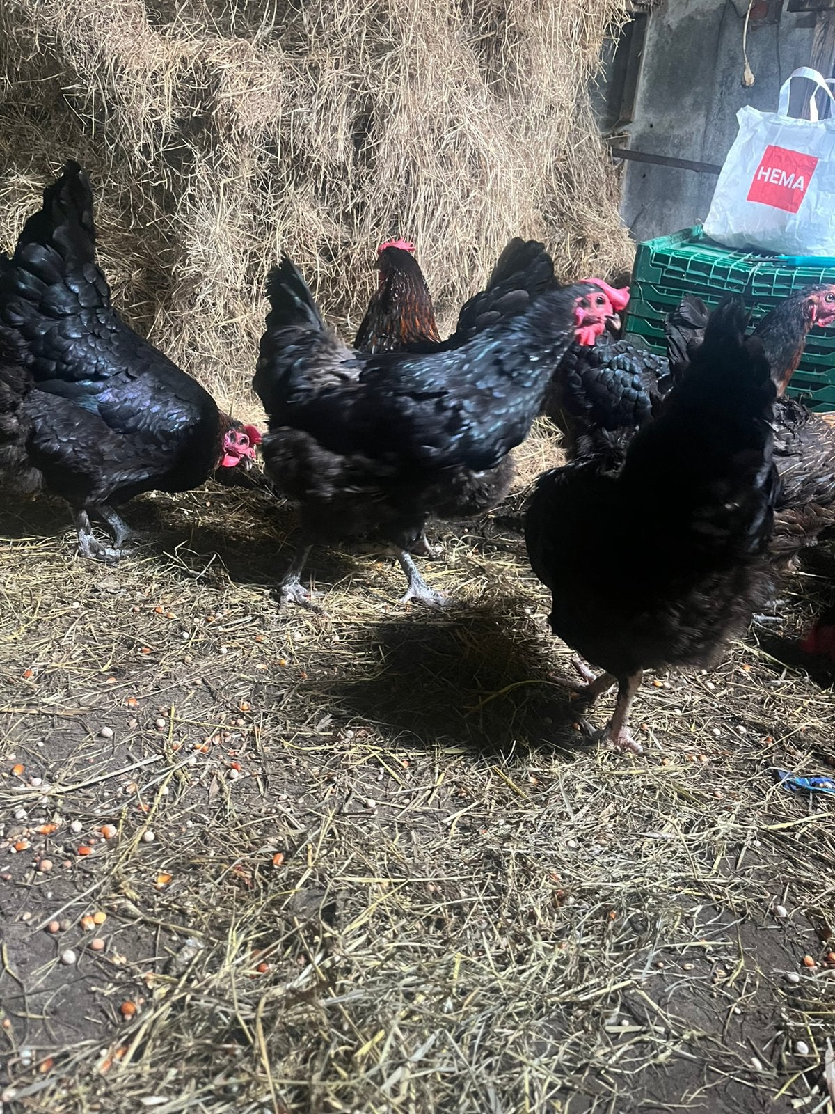 Marans hennen, Vrouwelijk, Kip