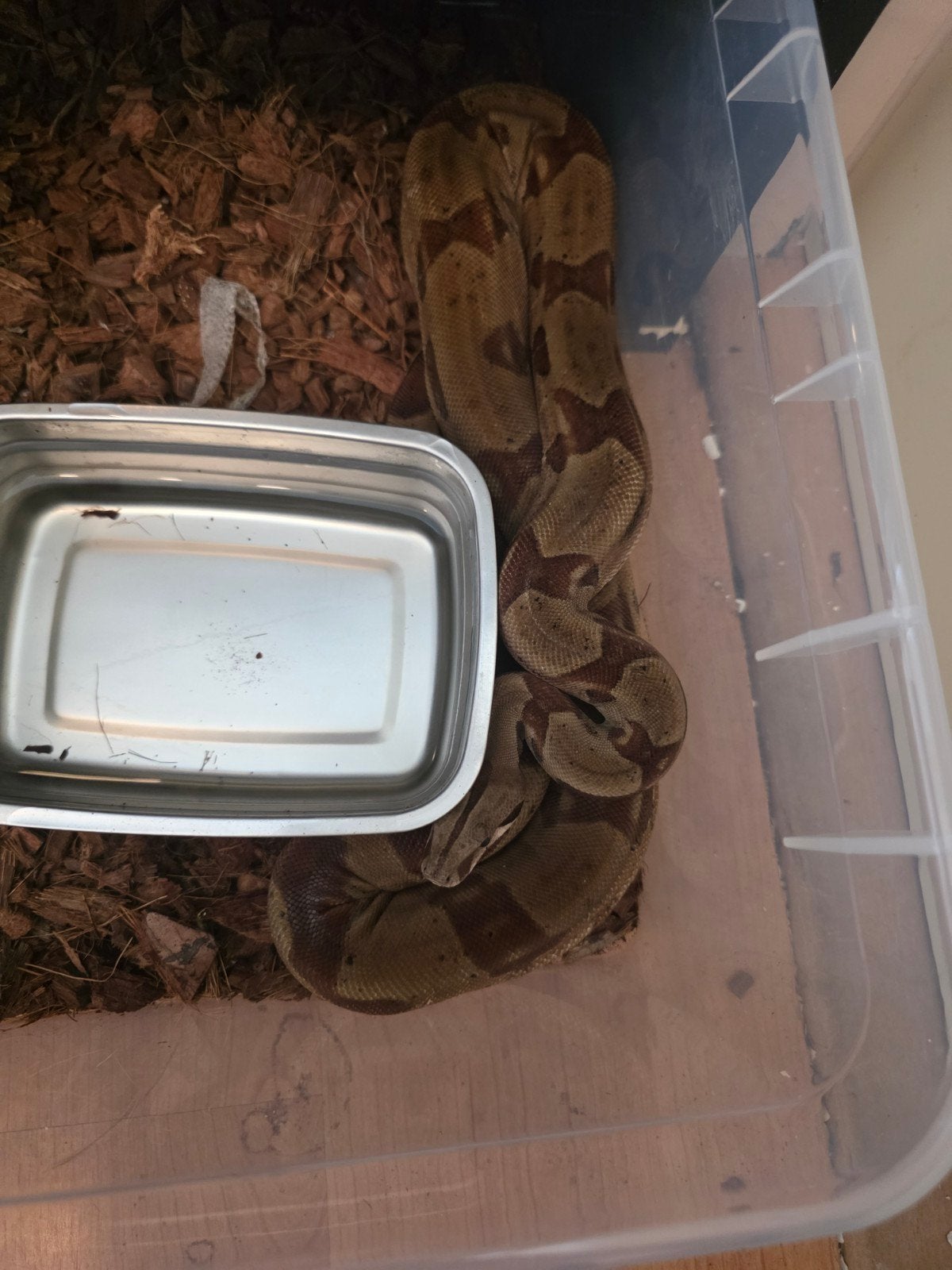 boa constrictor Boa Constrictor photo 6