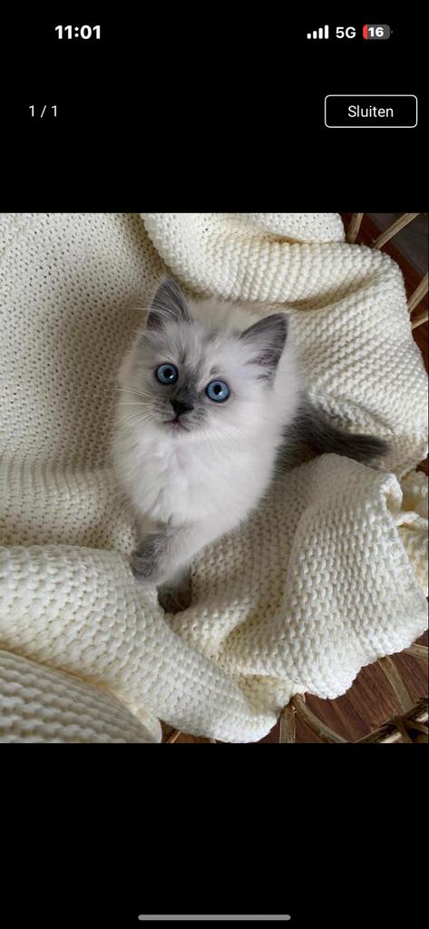 Opzoek naar kitten, Dieren en Toebehoren, Katten en Kittens | Overige Katten, Kater, 0 tot 2 jaar