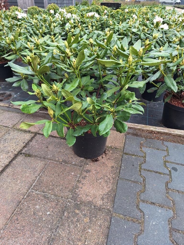 Rhododendrons in 10 liter potten, Ophalen, Lente, Overige soorten, Halfschaduw