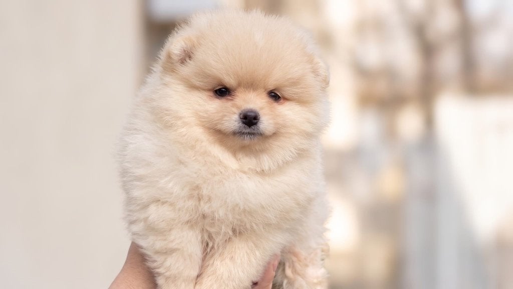 Pomeriaans Pups, Keeshond, 8 tot 15 weken, Teef, Eén hond