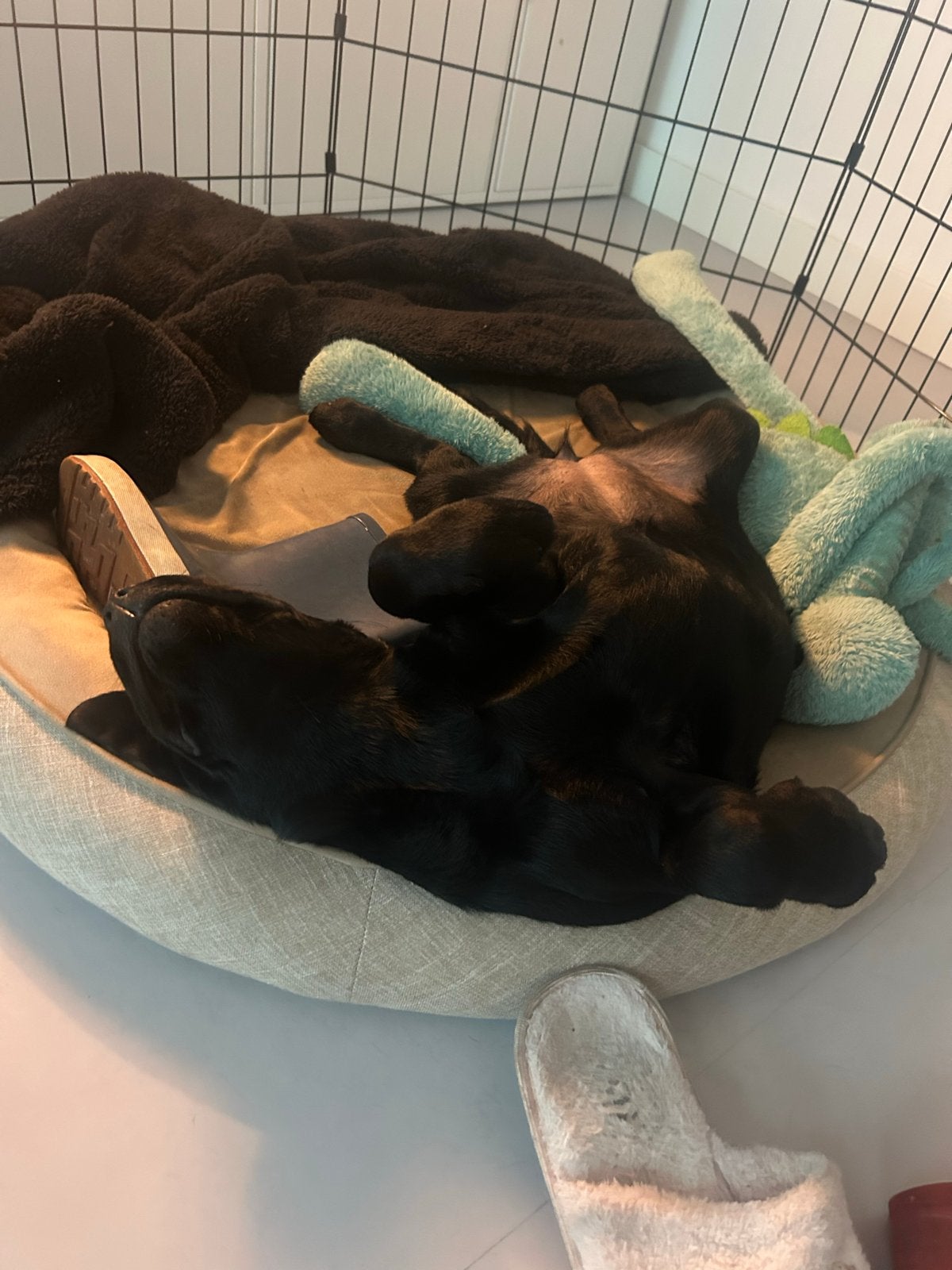 Zwart teefje labrador 5,5 maand, Nederland, 15 weken tot 1 jaar, Teef, Labrador retriever