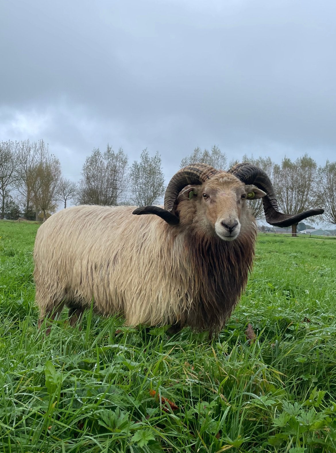 Schapen wol/vacht, Dieren en Toebehoren, Schapen, Geiten en Varkens, Vrouwelijk, Schaap