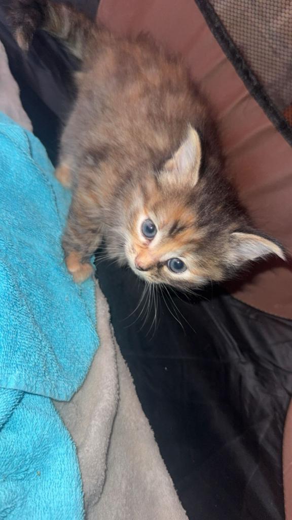 Kittens, Meerdere dieren