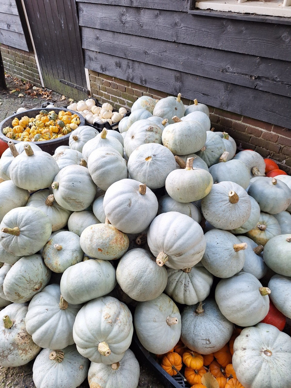 Pompoenen te koop, Ophalen
