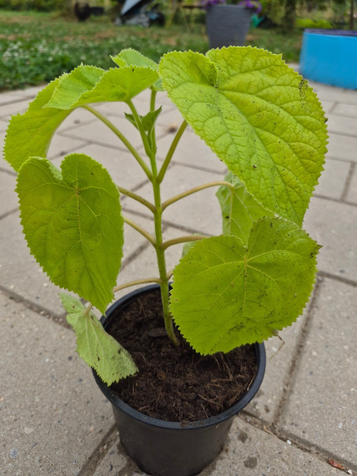 Anna Paulownaboom /Paulownia tomentosa /keizersboom, 20 cm, Ophalen, Overige soorten, Volle zon