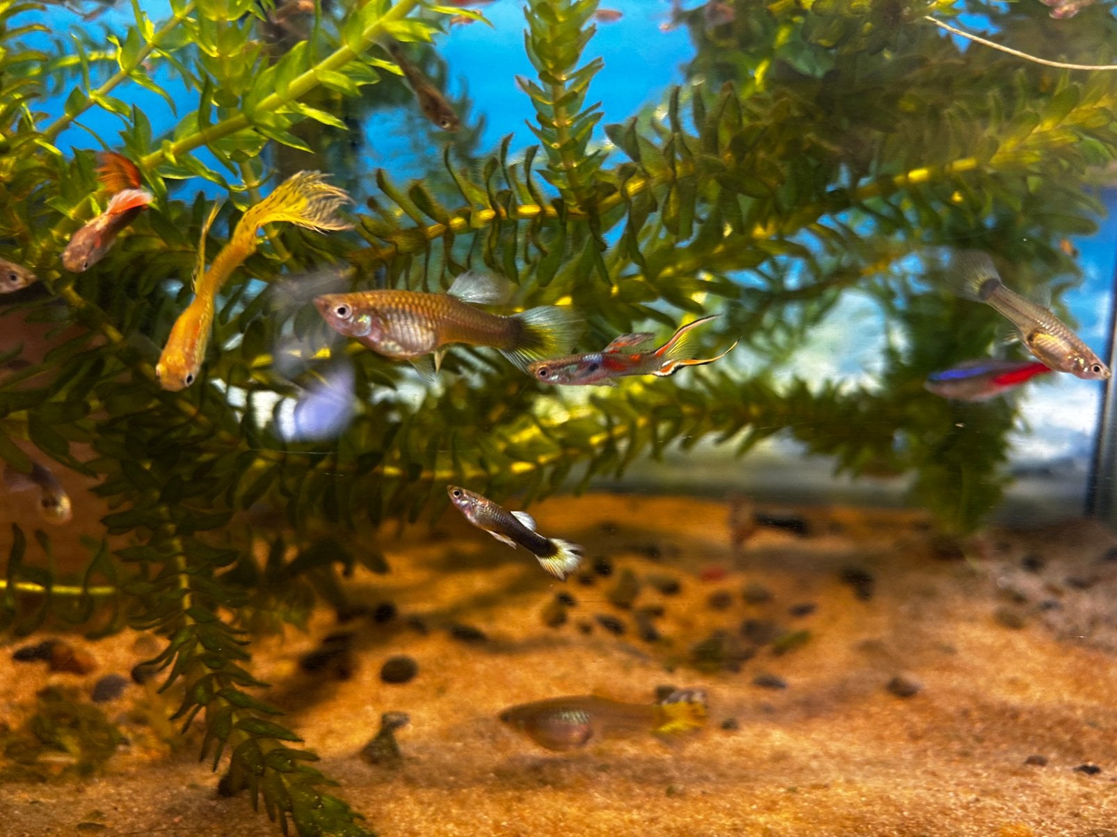 Guppy’s, Dieren en Toebehoren, Vis