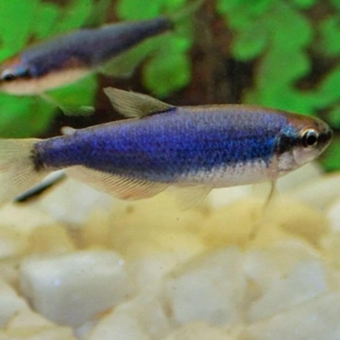 Inpaichthys kerri, Vis