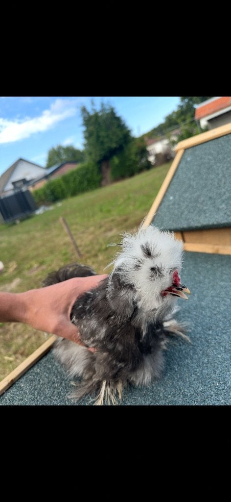Gratis USA zijdehoen haan af te halen, Dieren en Toebehoren, Mannelijk, Kip