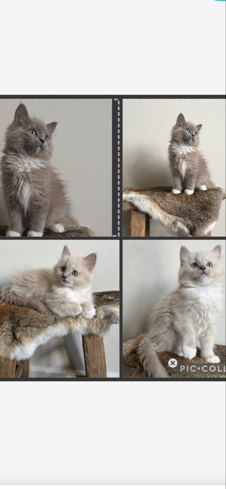 Ragdoll kittens met stamboom, Poes, Met stamboom, 0 tot 2 jaar