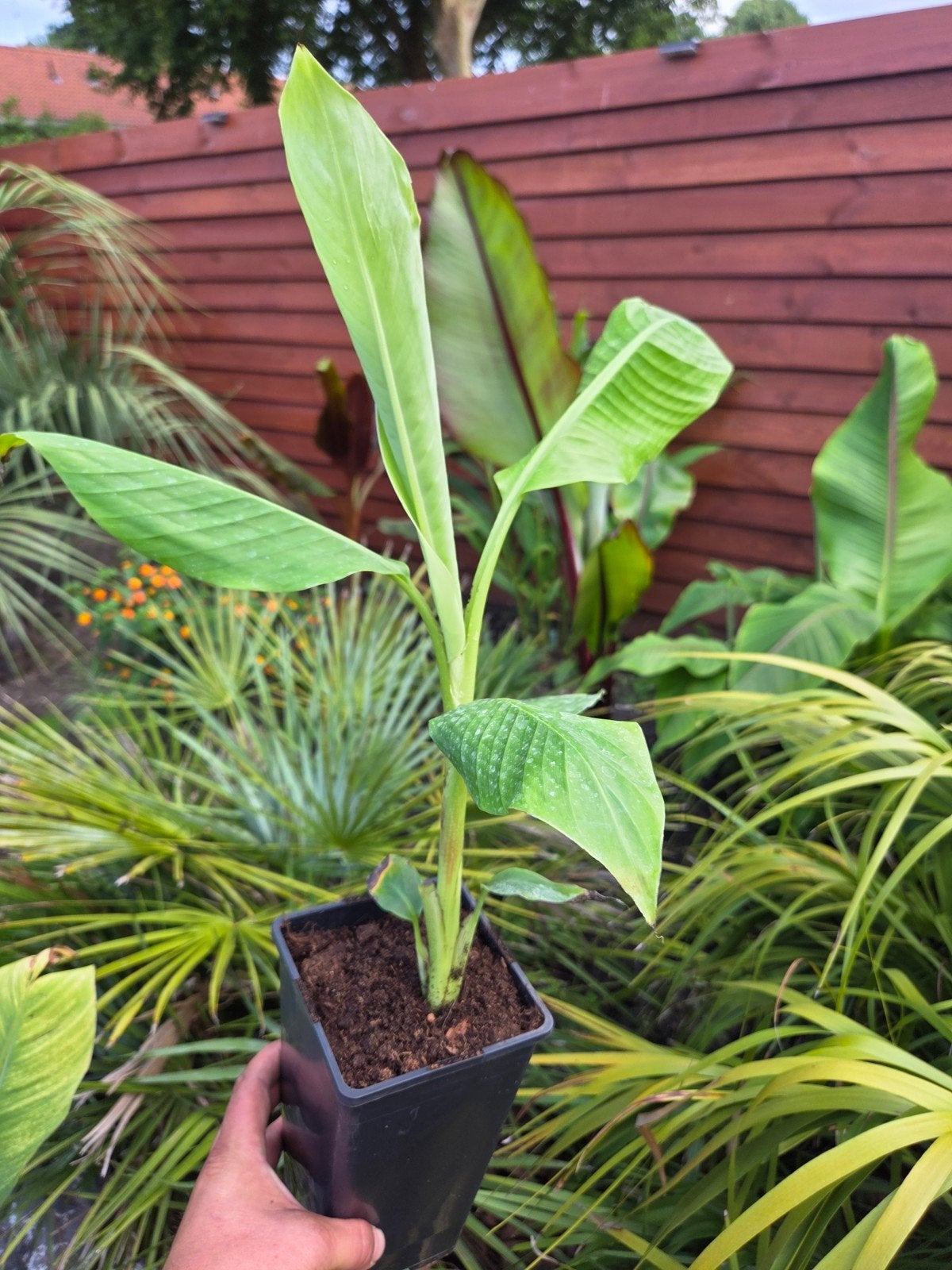 Musa ornata 'Orange' - Sierbanaan met Oranje Bloemen, Ophalen of Verzenden, Overige soorten, Volle zon