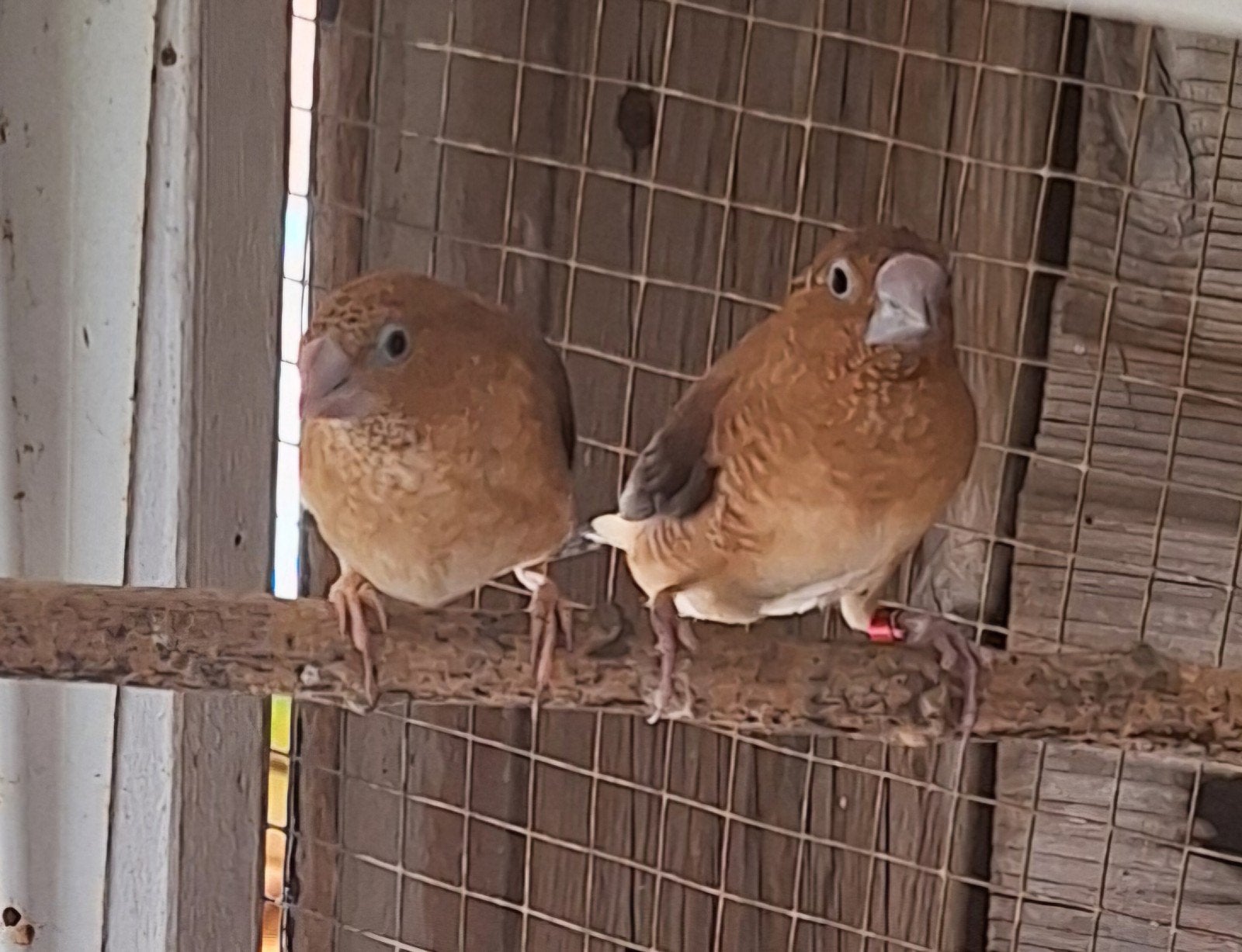 Zilverbekjes broedrijp, Meerdere dieren