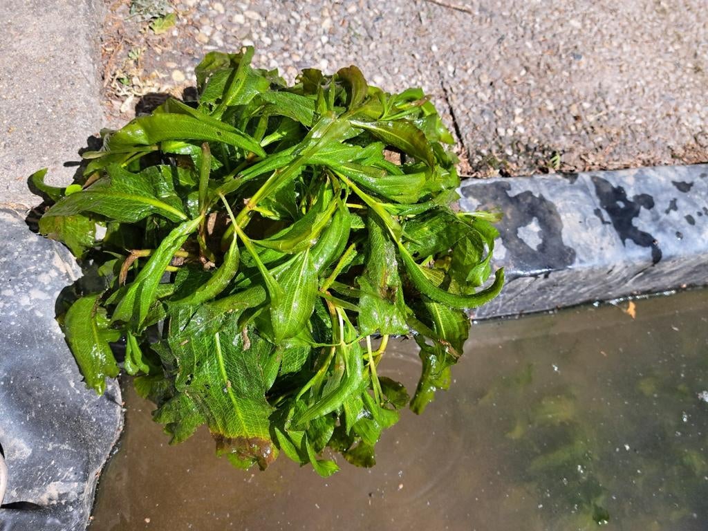 Glanzend fonteinkruid zuurstofplanten in mand 15 €, Tuin en Terras, Vijvers, Ophalen, Nieuw