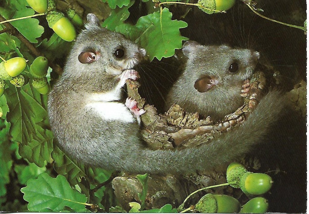 Dieren- -Relmuizen., Ophalen of Verzenden, 1980 tot heden, Gelopen, Knaagdier