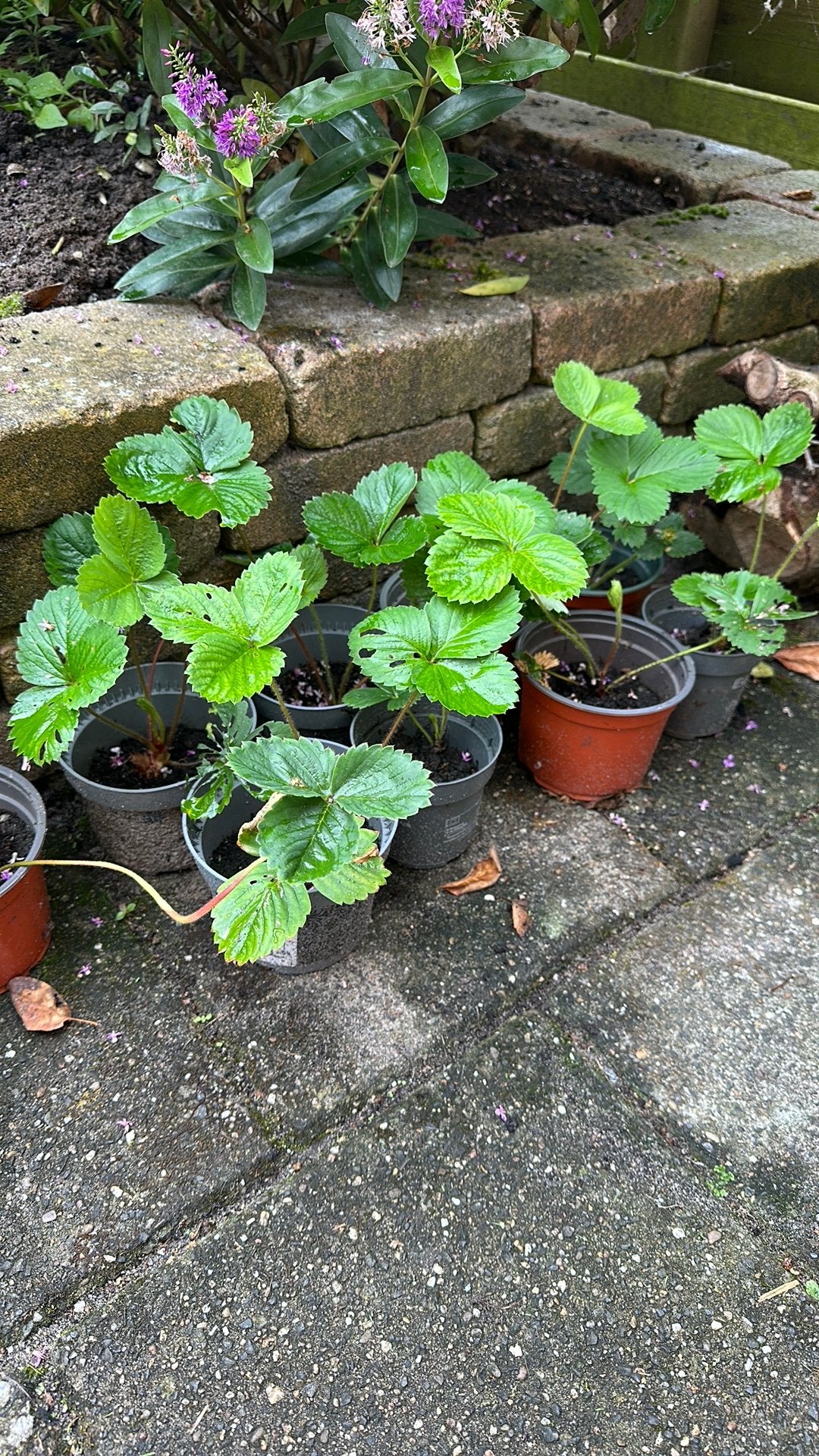 Aardbeien plantjes, Ophalen, Vaste plant, Fruitplanten