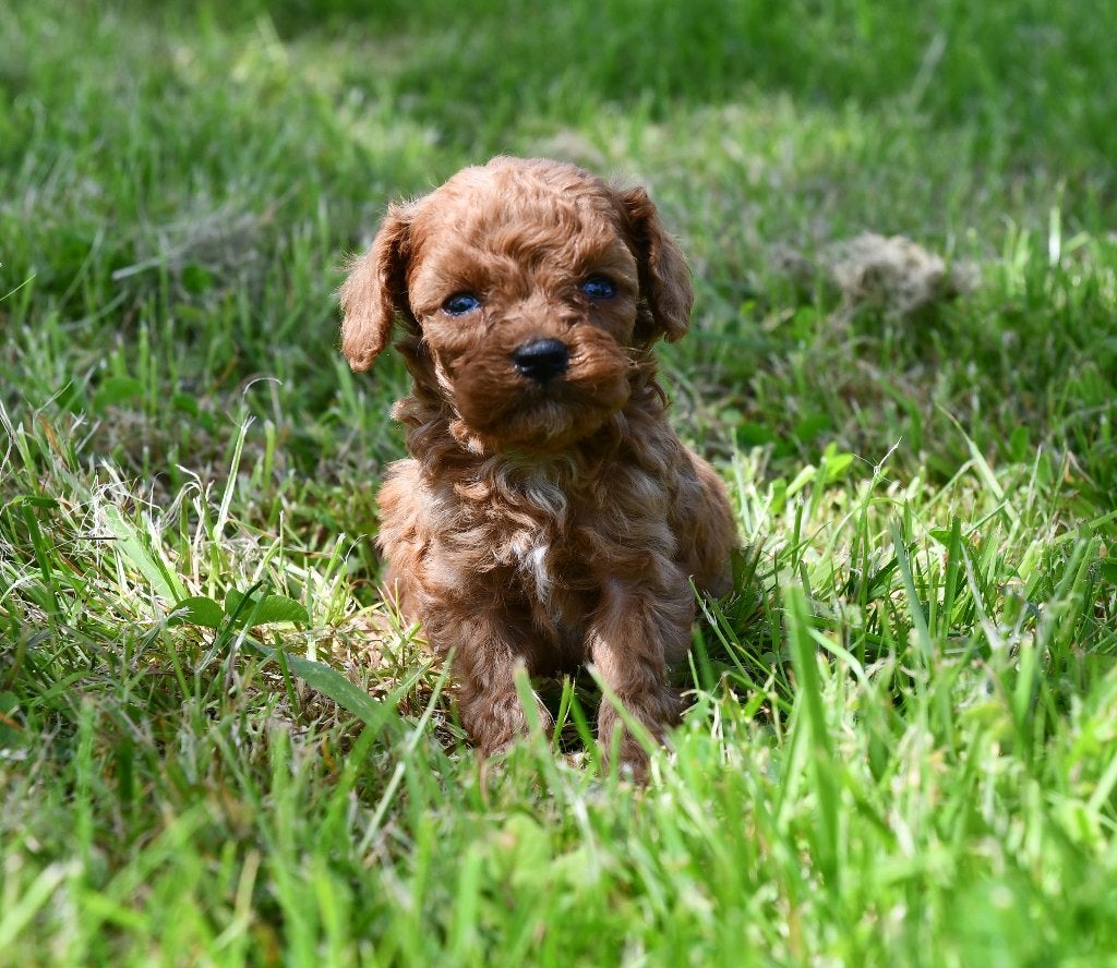 Toy poedel pups uit geteste ouders, Poedel, Parvo, Nederland, 8 tot 15 weken